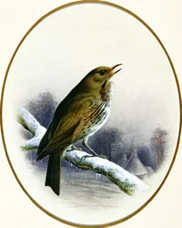 ソングスラッシュ、1884